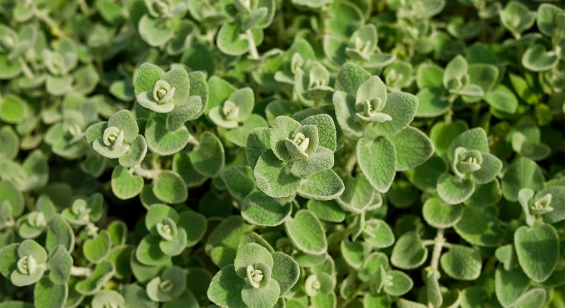 Plante résistante sécheresse - Ballote (Ballota pseudodictamnus)