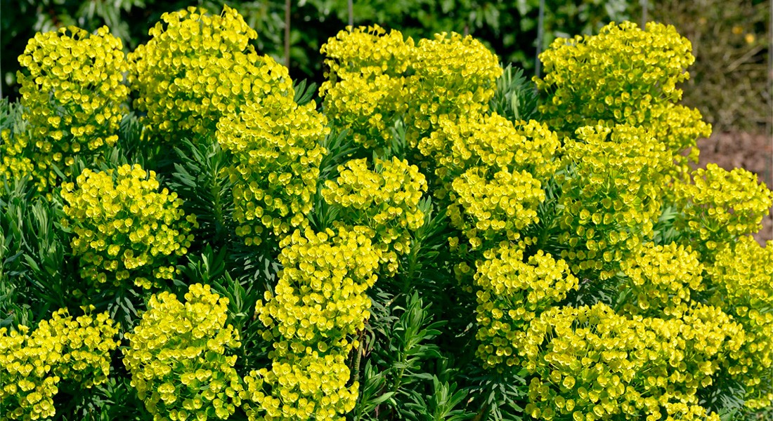 Plante résistante sécheresse - Euphorbe (Euphorbia characias)