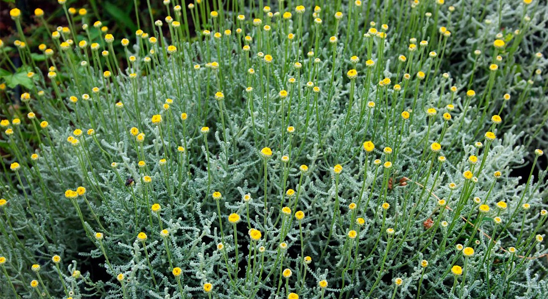 Plante résistante sécheresse - Santoline (Santolina chamaecyparissus)