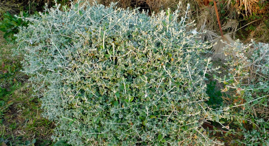 Plante résistante sécheresse - Germandrée Arbustive (Teucrium fruticans)