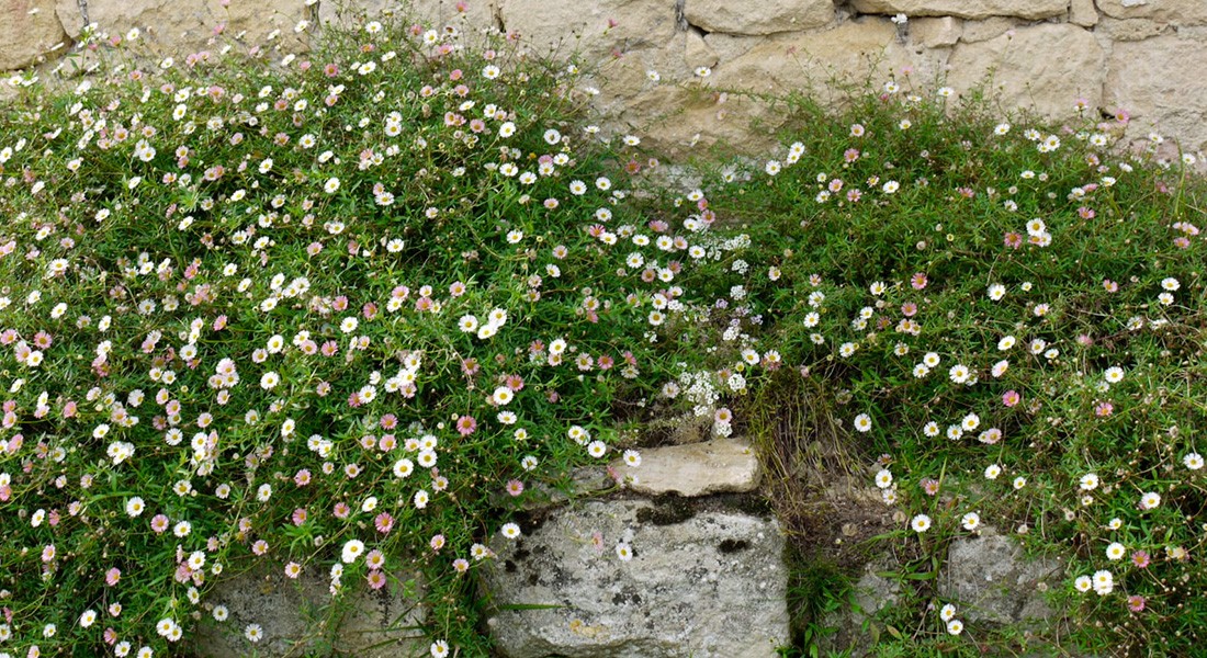 Plante résistante sécheresse - Vergerette (Erigeron karvinskianus)