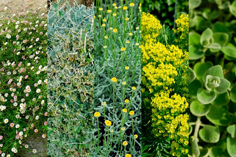 5 plantes ultra-résistantes à la sécheresse